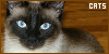MEOW